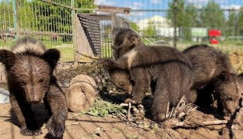 Спасённым из контактного зоопарка медвежатам и львятам нужен дом: как помочь