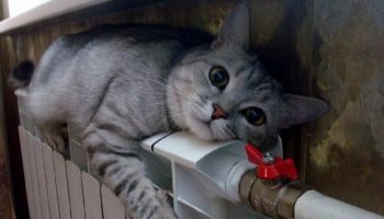 В Киеве и области на 30-40 % подорожает горячая вода и тепло — КГГА