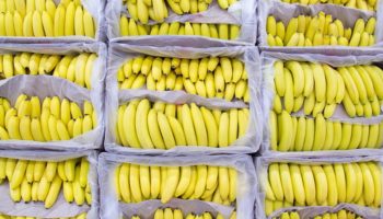 Украинские пограничники нашли кокаина на 10 миллионов долларов в контейнере с бананами