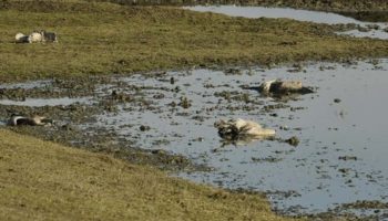 В Херсонской области объявили подозрение агроному из-за гибели краснокнижных журавлей в заповеднике «Аскания-Нова»